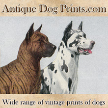 AntiqueDogPrints.com